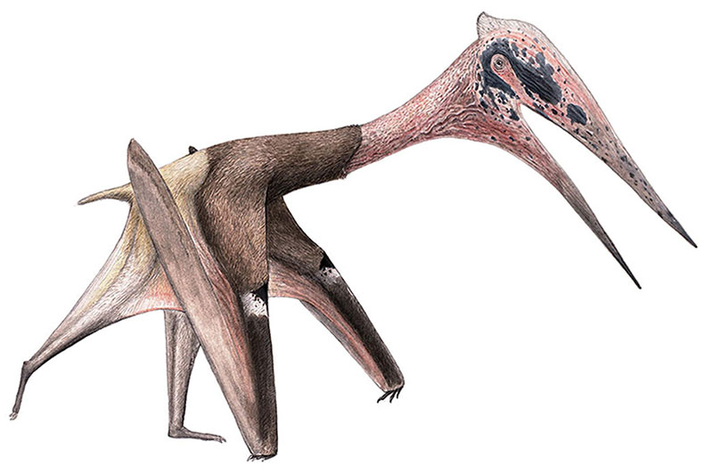 pterosaur mongolia 
